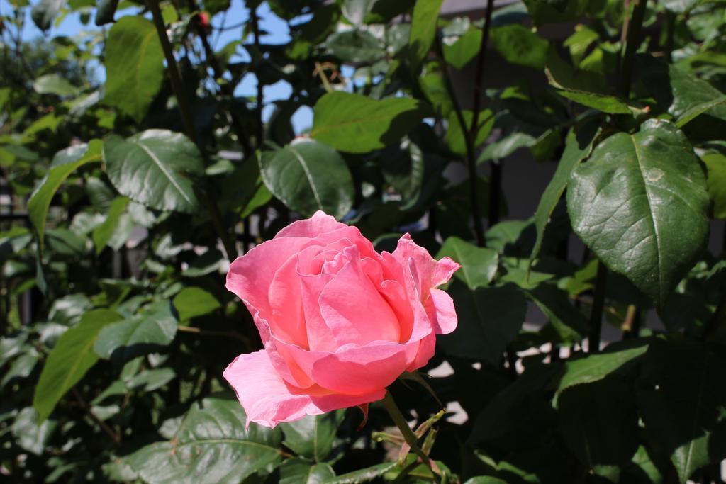 נסבר Flowers Apartments מראה חיצוני תמונה