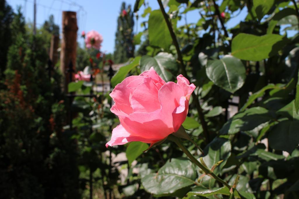 נסבר Flowers Apartments מראה חיצוני תמונה