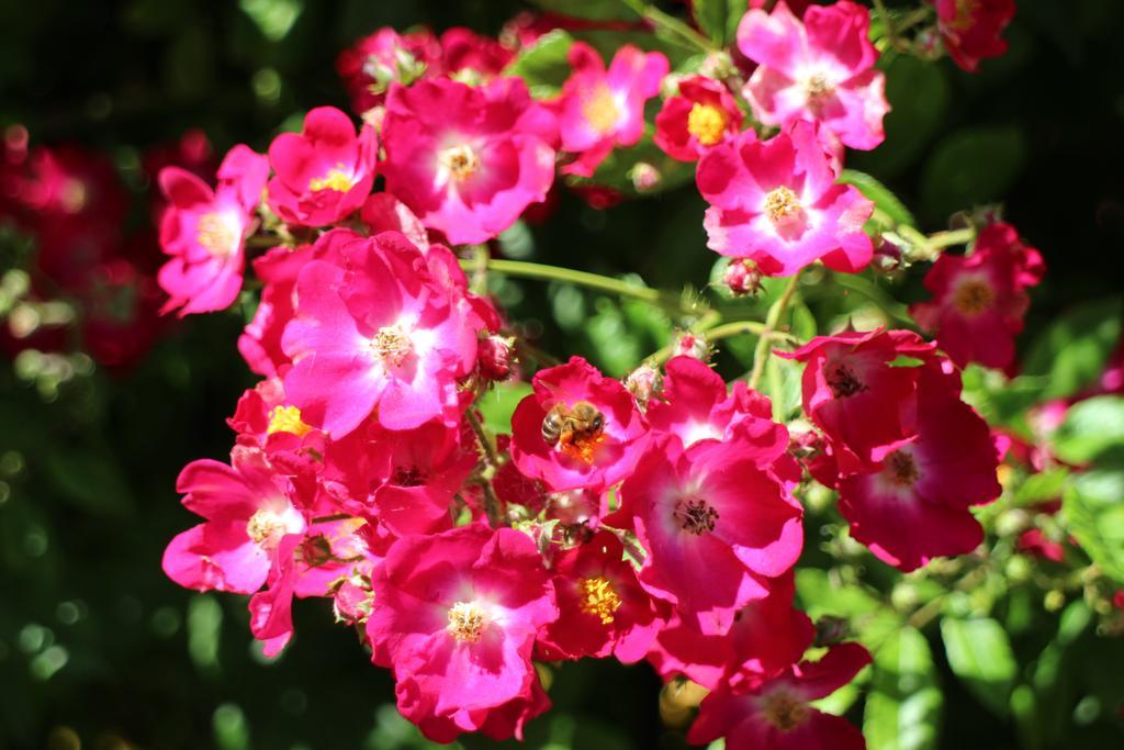 נסבר Flowers Apartments מראה חיצוני תמונה
